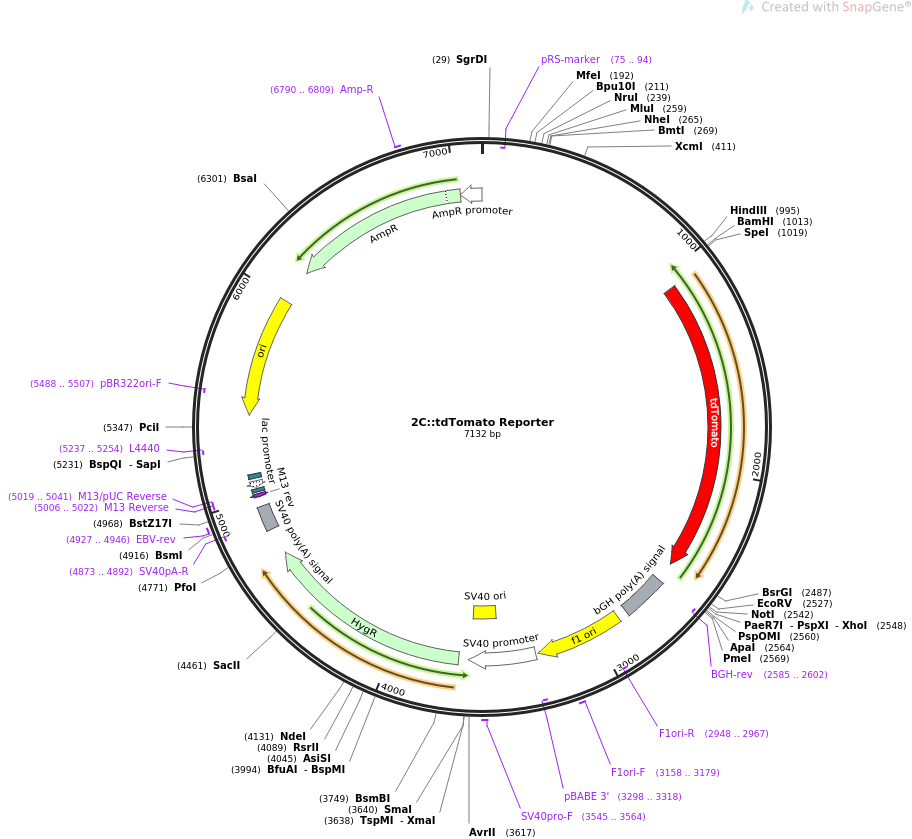 2CtdTomato Reporter质粒图谱
